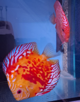 Discus koppel 3